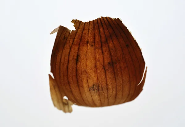 Onion skin — Stock Photo, Image