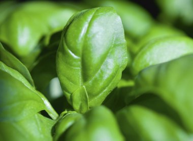 fesleğen bitki portre