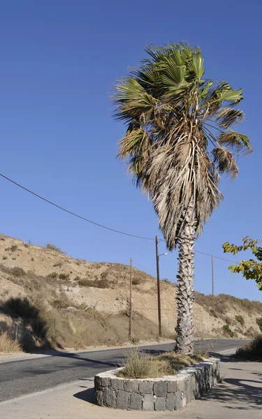 Plam árbol en el borde del camino —  Fotos de Stock