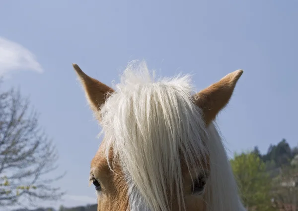Horse mane — Stock Photo, Image
