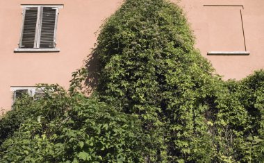 Tırmanma bitki örtüsü