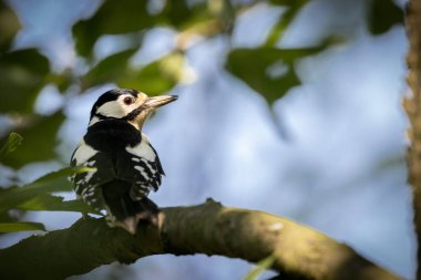 Büyük benekli ağaçkakan (dendrocopojs major), ağaç dalında oturan ahşap.
