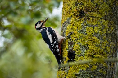 Büyük benekli ağaçkakan (dendrocopojs major), ağaç dalında oturan ahşap.