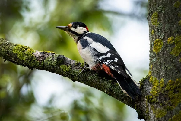 Velký Tečkovaný Datel Dendrocopojs Major Sedící Větvi Stromu Dřeva — Stock fotografie