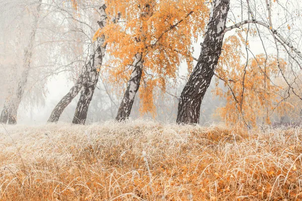 Autumnal scenic foggy morning landscape with birch tree foliage and dry red orange grass in early morning hoarfrost snow. Beautiful november fall nature grassland woods misty weather background — Stock Photo, Image