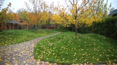 Çok renkli, parlak bahçe ağacı arasındaki yürüyüş yolunun manzarası ilk kez yeşil çimlerin üzerinde kurumuş yapraklar ile ekim ayında şehir parkında görülür. Sonbahar manzaralı yeşillik arka planı