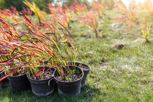 Veel kleine plastic potten met verse imperata cilindrische rode baron gras struiken voorbereid voor het planten op siertuin weide zonnige dag. Seizoensgebonden plantentransplantatie. Ontwerp van het landschap — Stockfoto