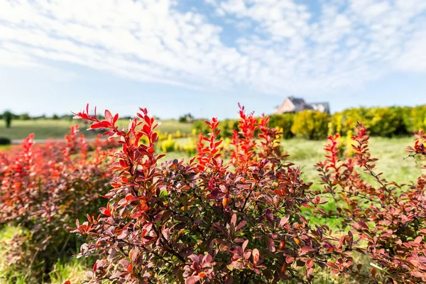 Gyönyörű festői világos táj kilátás színes vörös borbolya thunberg bokrok növekvő díszítő angol park kert ellen villa maison kék ég esik nap. Japán tüske díszítő cserje növény — Stock Fotó