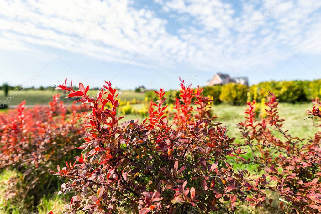 Beautiful scenic bright landscape view of colorful red barberry thunberg bushes growing at ornamental english park garden against villa maison blue sky fall day. Japanese thorn decorative shrub plant