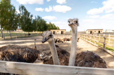 Birçok büyük Afrika devekuşu kuşu, güneşli bir günde kümes hayvanları çiftliğinin ahşap çitleriyle mavi gökyüzüne karşı yürür. Uçamayan meraklı kuş sürüsü.