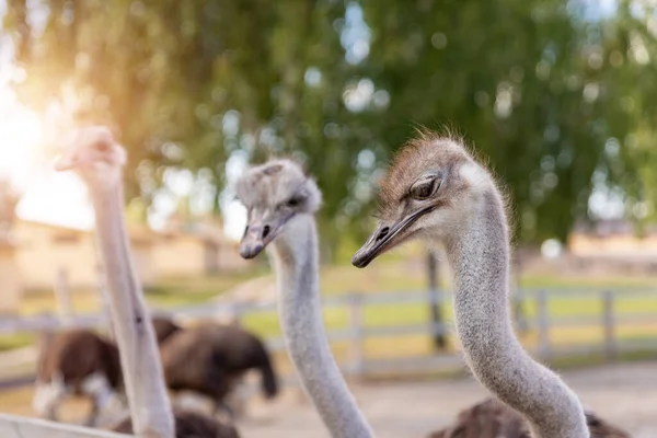 Muchas grandes aves de avestruz africanas caminando en el paddock con valla de madera en el patio de la granja de aves de corral contra el cielo azul en el día soleado. bandada de curioso pájaro hambriento sin vuelo — Foto de Stock
