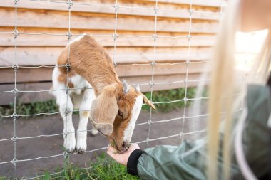 Küçük sevimli, sevimli, beyaz, sarışın kız çiftçi. Uzak bahçelerde ya da hayvanat bahçelerinde yavru keçi beslemenin tadını çıkarıyor. Çocuklar dışarıda hayvan bakımı yapıyor. Çiftlik hayvanları çiftliği.