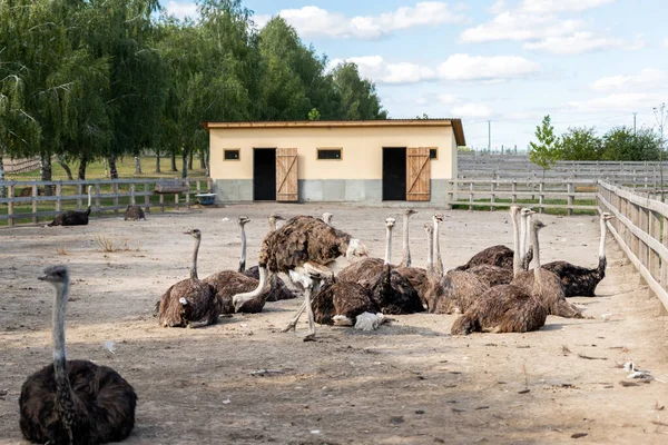 Muchas grandes aves de avestruz africanas caminando en el paddock con valla de madera en el patio de la granja de aves de corral contra el cielo azul en el día soleado. bandada de curioso pájaro hambriento sin vuelo — Foto de Stock