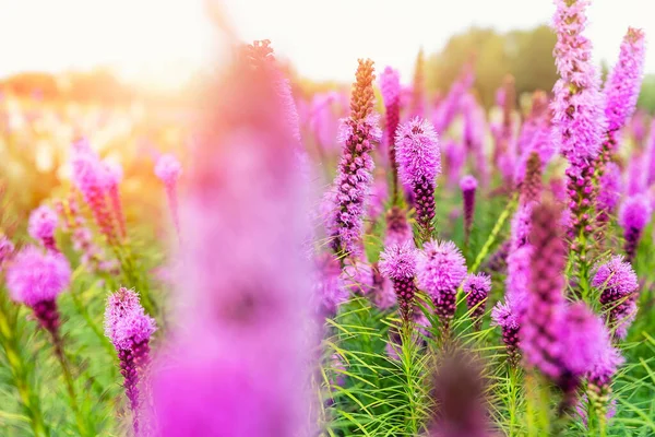Gyönyörű absztrakt festői táj kilátás nyílik a virágzó lila liatris spicata vagy meleg toll virág rét sugarak naplemente meleg napfény. Wildflower mező virágzó háttér — Stock Fotó