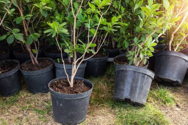 Bir sürü küçük plastik tencere ve açelya çiçeği çalıları güneşli bir gün için bahçe süsleri dikmeye hazırlanıyor. Mevsimlik bitki nakli. Peyzaj tasarımı konsepti. Çocuk odası satışı.