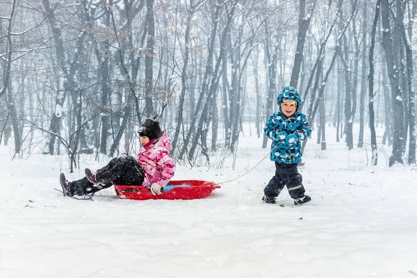 İki sevimli sevimli komik kardeş arkadaş sıcak ceket giyip kar fırtınası kış gününde soğuk karlı orman manzarasına karşı şehir parkında veya ormanda kızakla kayarken eğleniyorlar. Açık hava çocuk aktivitesi — Stok fotoğraf