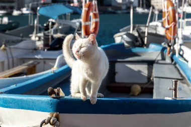 Şirin beyaz sokak kaptanı kedi yaz güneşinin tadını çıkarıyor. Açık yaz gününde köy marinasında eski ahşap yelkenli teknede oturuyor. Balıkçı teknesinde komik bir hayvan. Seyahat kavramı