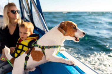 Güzel, sevimli, sevimli Jack Russel Terrier köpeğinin, güneşli yaz gününde mavi masmavi deniz suyuna karşı lüks yat güvertesinde ailesiyle yelken açtığı profil yan görüntüsü. Evcil hayvanlarla deniz turizmini gezmek