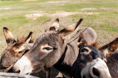 Üç komik, sevimli, sevimli, aç eşeğin yakın plan portresi kırsal çiftlik çiftliğinde duruyor ve yeşil çimen tarlasına karşı muamele istiyor. Kırsal alanda bir sürü hayvan var.