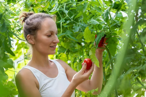 Portret młodej dorosłej pięknej kobiety rolnik sprawdzić quiality dojrzałych czerwonych pomidorów rosnących w domowym ogrodzie szklarni łóżko. Osoba zbierająca warzywa ekologiczne w gospodarstwie rolnym — Zdjęcie stockowe