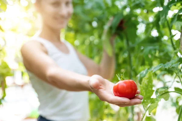 Portret młodej dorosłej pięknej kobiety rolnik sprawdzić quiality dojrzałych czerwonych pomidorów rosnących w domowym ogrodzie szklarni łóżko. Wonan pracownik trzymać za rękę i dać ofertę świeżo dojrzałe warzywa — Zdjęcie stockowe