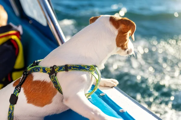 Perfil vista lateral de lindo adorable pequeño gato russel terrier perro navegando con la familia en la cubierta de barco de yate de lujo contra el agua azul azur limpia en el día de verano soleado brillante. Viajes de turismo marítimo con mascotas — Foto de Stock