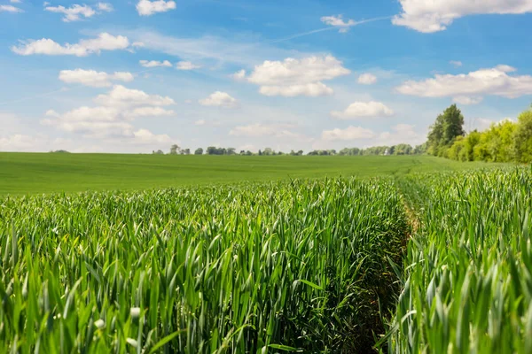 Scenic landschap uitzicht op prachtige groene heuvelvelden weide met groeiende jonge tarwe spruiten tegen blauwe lucht achtergrond op zonnige zomerdag. Landbouwland natuur landschap panorama — Stockfoto