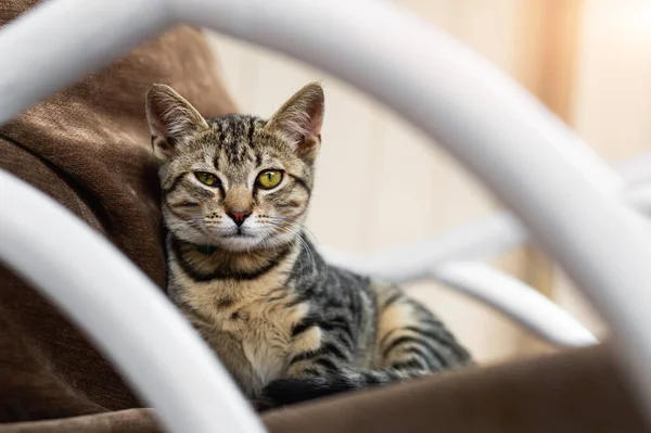 Симпатичная маленькая игривая пушистая маленькая табби-кошка, сидящая в уютном мягком кресле со смешным подмигивающим приятным выражением лица.. Веселый домашний кот, лежащий на коричневом диване во дворе — стоковое фото