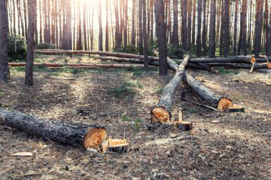 Orman manzarasında büyük kozalaklı çam ağaçları kesiliyor. Endüstriyel ticari ormansızlaşma. Doğa felaketi ve çevre tehlikesi kavramı. Sürdürülebilir kaynaklar yasadışı suistimal suçu