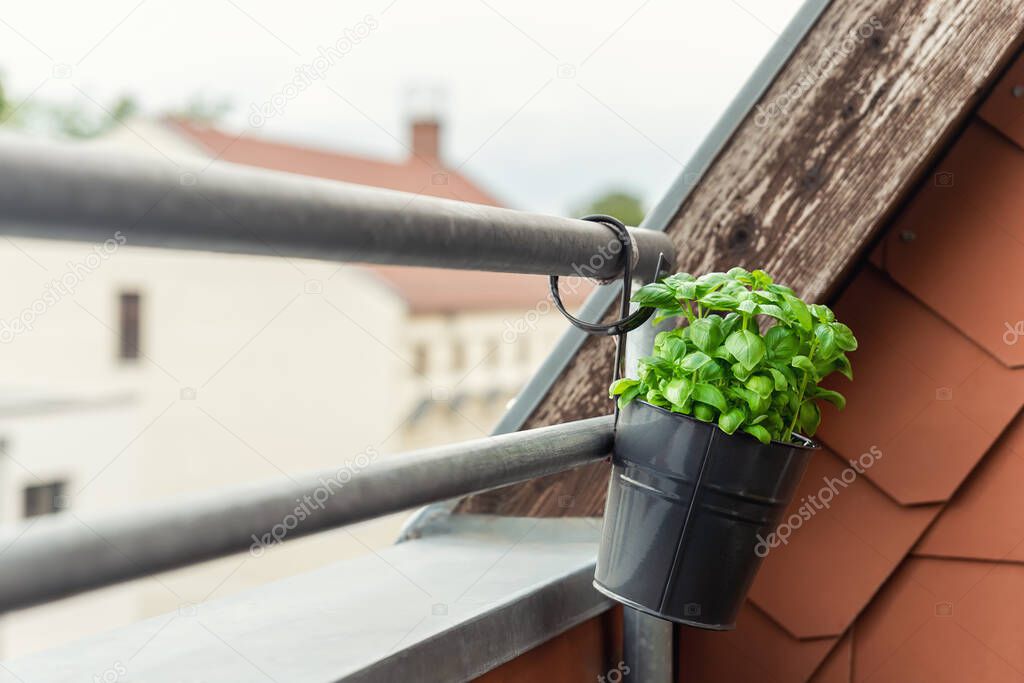 Close-up detail hanged bucket pot with green fresh aromatic basil grass growing on apartment condo balcony terrace against warm sunset light background. Homemade cultivate homegrown plant.