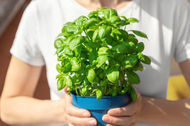 Parlak güneşli bir günde apartman dairesinin balkon terasında büyüyen yeşil aromalı fesleğen otuyla yakın plan kadın eli. Kadın kişi evde yetişen bazilika bitkisi yetiştiriyor..