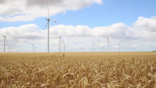 Malowniczy Widok Pola Pszenicy Zbiorów Dużych Nowoczesnych Turbin Wiatrowych Farmy — Wideo stockowe