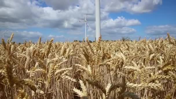 Malerische Landschaft Blick Auf Weizenfeld Ernte Und Große Moderne Windkraftanlage — Stockvideo