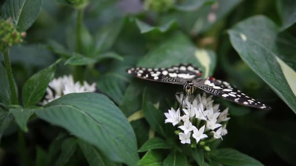 Close Detail View Big Lime Butterfly Demoleus Papilio Sit Tropical — Stok video