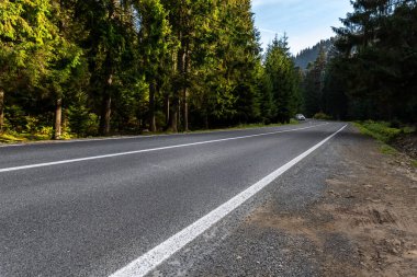 Yüksek kozalaklı çam ağacının dibinde boş kırsal otoban dağ yolu. Soyut orman yolu manzarası sisli bir bahar sabahı. Avrupa doğa seyahati araba konsepti. Araba sahnesi yok.