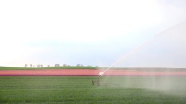 Scenic view of big autonomous smart automatic irrigation system watering green plant field against flower plantation on background. Agriculutral irrigating sprinkler machine spraying water at farm.