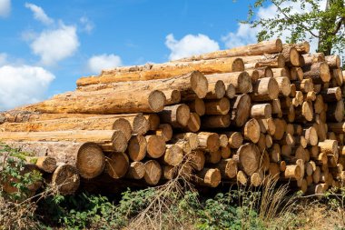 Big pile of wooden timber pine logs stacked near dirt road countryside against blue sky and forest. Sawmill woods cutting industry. Illegal deforestation. Firewood logging for winter heating.