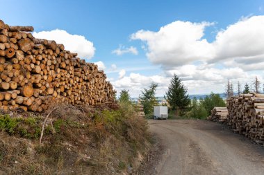 Big pile of wooden timber pine logs stacked near dirt road countryside against blue sky and forest. Sawmill woods cutting industry. Illegal deforestation. Firewood logging for winter heating.