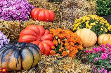Bright colorful festive composition seasonal multicolor mum flower pot decorated pumpkins vegetables on yellow harvest hay bale porch home yard garden. Halloween holidays autumn decoration background.