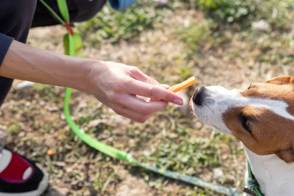 Close-up female hand feeding cute little jack russel terrier dog friend copmanion with small raw carrot sticks outdoors. Healthy food vegetable nutrition for home pet. Vegan animal concept.
