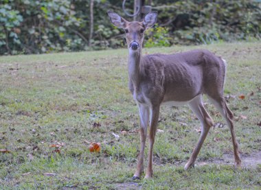 Şef Logan Eyalet Parkı 'nda korkusuz bir Beyaz Kuyruklu Geyik otluyordu. Bu Doe Logan, Logan County, Batı Virginia' daydı.