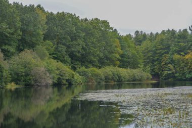 West Rock State Park, New Haven County, Connecticut 'taki ağaçların yansımasıyla Wintergreen Gölü