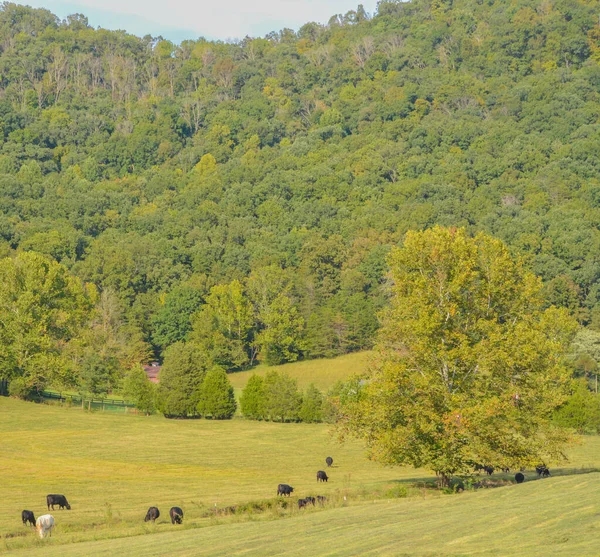 Weide Het Bos Bergen Van Kentucky — Stockfoto