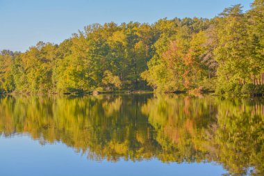 Cumberland, Virginia 'daki Bear Creek Eyalet Parkı' ndaki ağaçların yansıması.