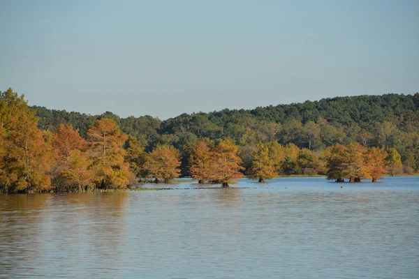 Łysy Cyprys Rośnie Jeziorze Arbonne State Park Luizjana — Zdjęcie stockowe