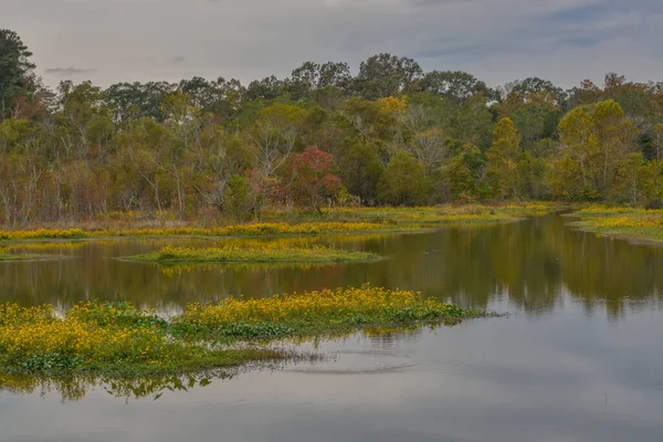 Schöne Wildnis Landschaft Einem Abgelegenen Teil Von Lincoln County Mississippi — Stockfoto