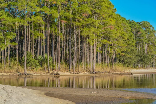 Дерево Висіло Пляжі Затоці Геммак Фріпорті Графство Волтон Штат Флорида — стокове фото