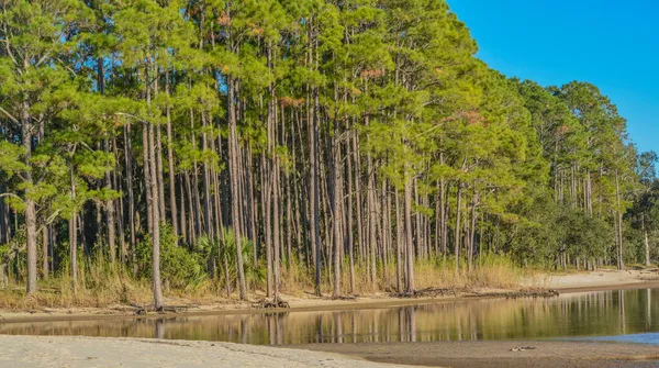 Дерево Висіло Пляжі Затоці Геммак Фріпорті Графство Волтон Штат Флорида — стокове фото