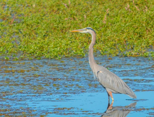 Great Blue Heron Vadear Água Reed Bingham Lake Adel Condado — Fotografia de Stock