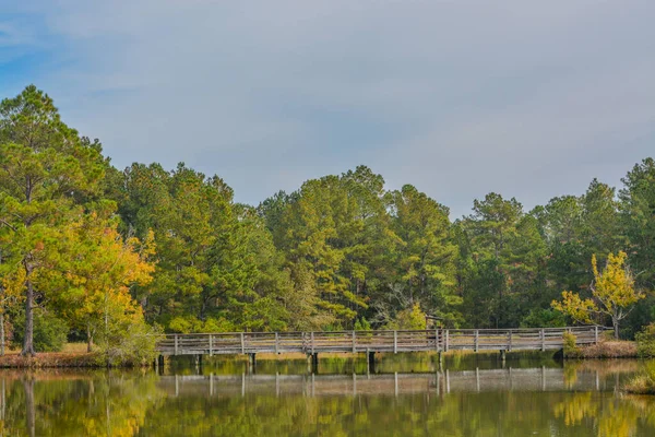 Elevated Boardwalk Shore East River Swamp General Coffee State Park — Stock Photo, Image